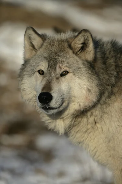 Серый волк, волчанка собачья — стоковое фото