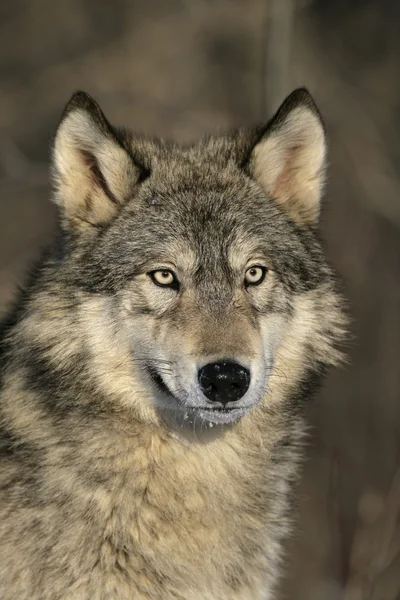 Lupo grigio, canis lupus — Foto Stock