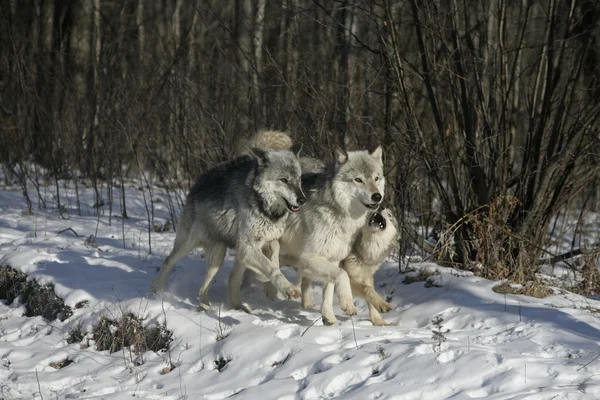 Lobo cinzento, canis lupus — Fotografia de Stock