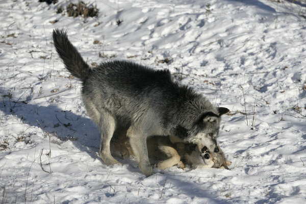 Grey wolf, Canis lupus