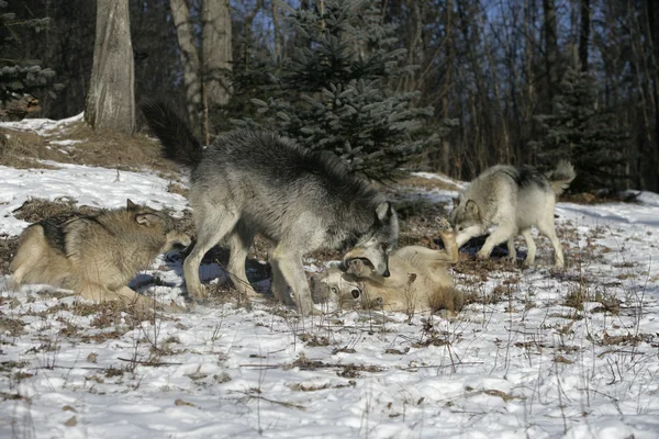Серый волк, волчанка собачья — стоковое фото