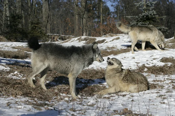 Lobo cinzento, canis lupus — Fotografia de Stock