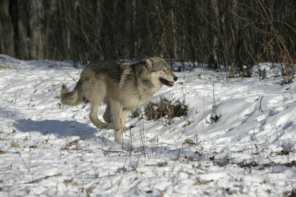 Lobo cinzento, canis lupus — Fotografia de Stock