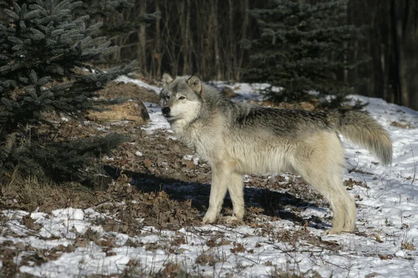 Lobo cinzento, canis lupus — Fotografia de Stock