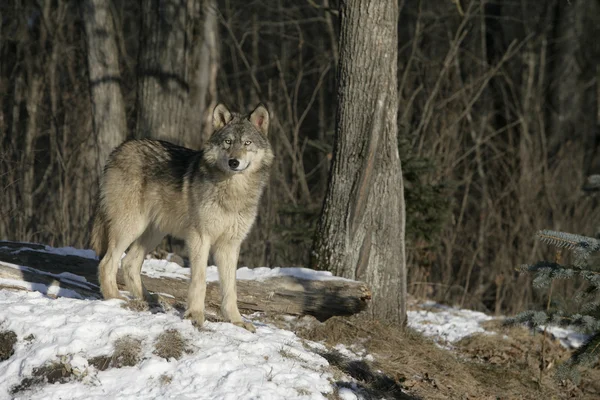 Lupo grigio, canis lupus — Foto Stock