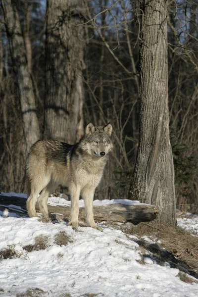 Lobo cinzento, canis lupus — Fotografia de Stock