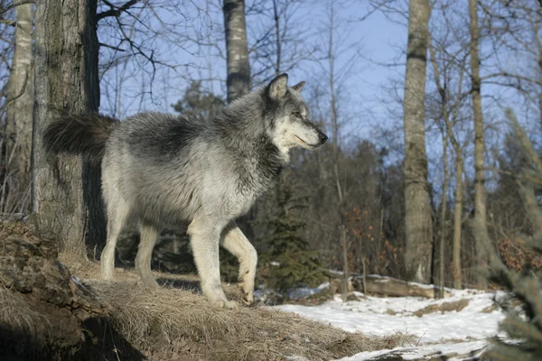 Lobo cinzento, canis lupus — Fotografia de Stock