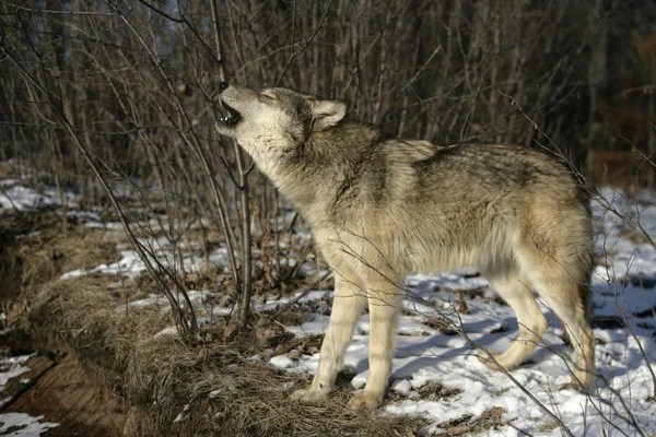 Lupo grigio, canis lupus — Foto Stock