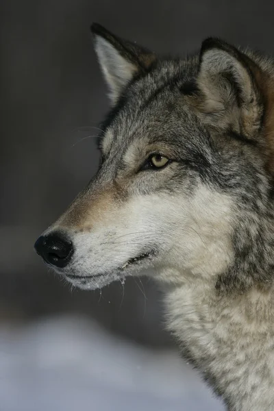 Lobo cinzento, canis lupus — Fotografia de Stock