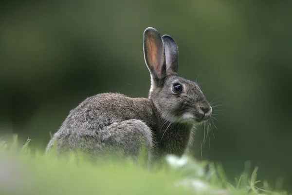 Rabbit, Oryctolagus cuniculus — Stock Photo, Image
