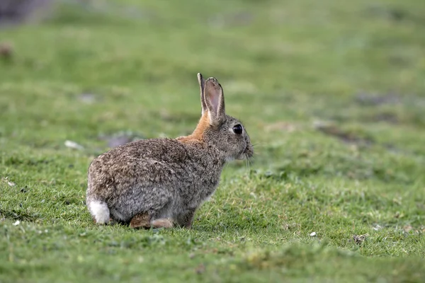 Coelho, Oryctolagus cuniculus — Fotografia de Stock