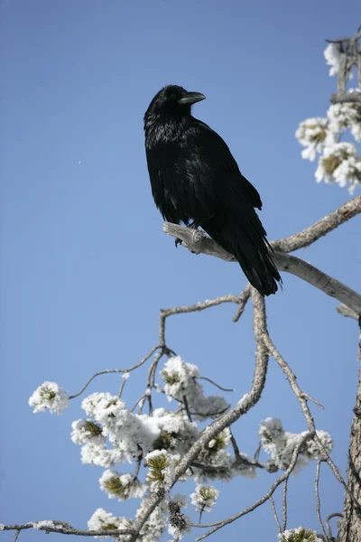 Raven, Corvus corax — Stock Photo, Image