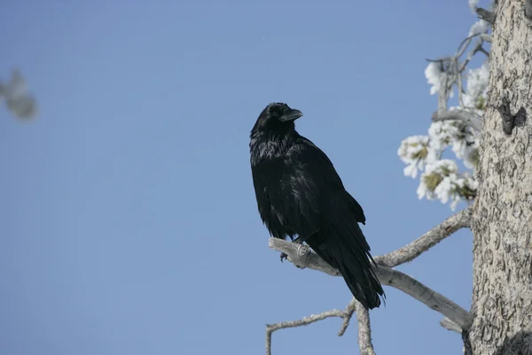 Ворон, corvus corax — стоковое фото