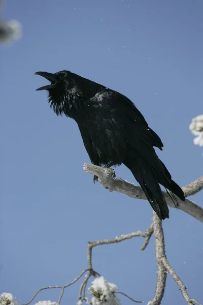 Cuervo, Corvus corax —  Fotos de Stock
