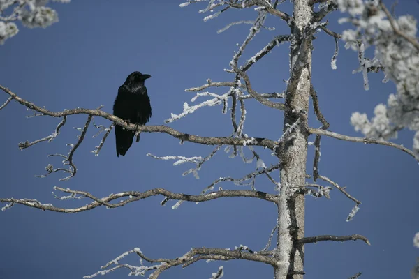 Ворон, corvus corax — стоковое фото