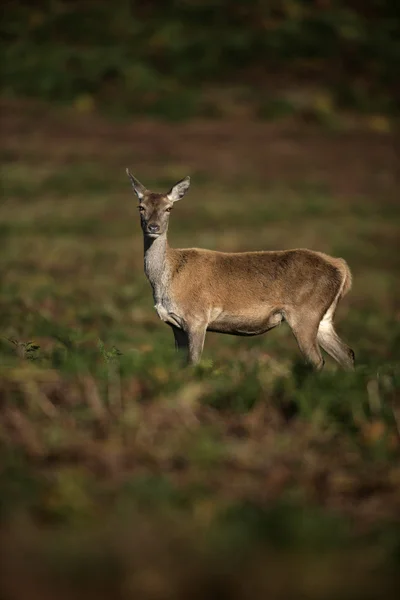 Vörös szarvas, Cervus elaphus — Stock Fotó