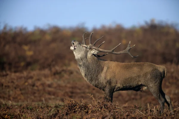 Jelen, cervus elaphus — Stock fotografie