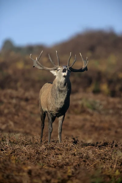 Красный олень, Cervus elaphus — стоковое фото