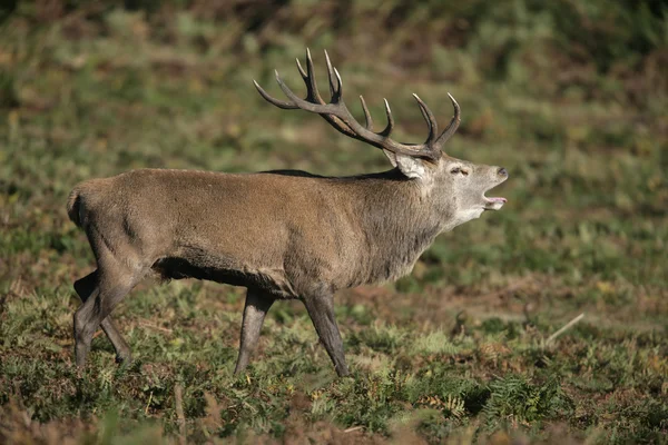 Kronhjort, Cervus elaphus — Stockfoto