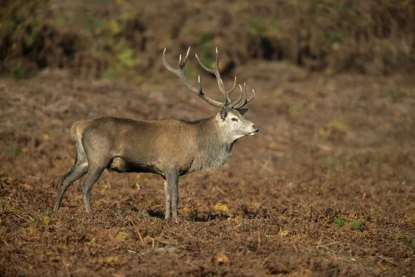 Kırmızı Geyik, Cervus Elaphus — Stok fotoğraf