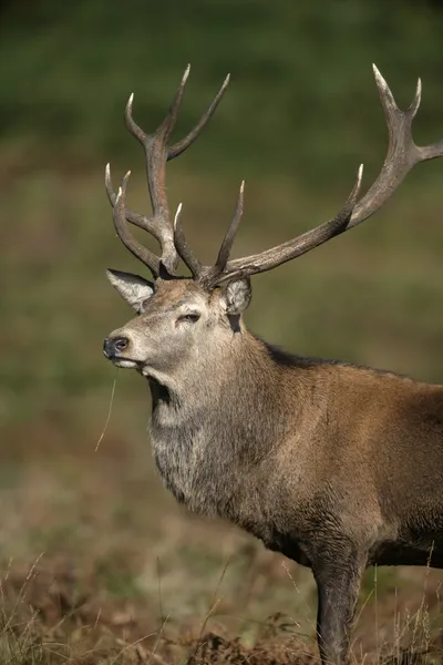 Jeleń czerwony, Cervus elaphus — Zdjęcie stockowe