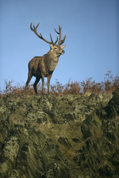 Red deer, Cervus elaphus — Stock Photo, Image