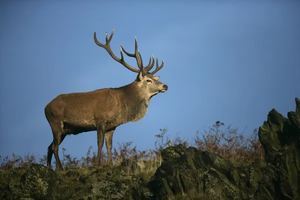 Jelen, cervus elaphus — Stock fotografie