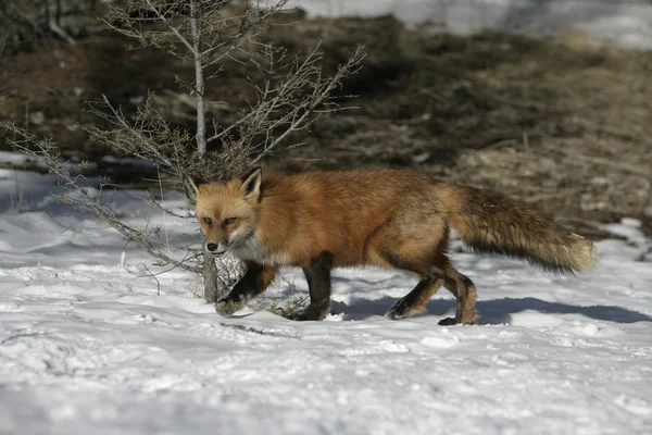 Volpe rossa, Vulpes vulpes — Foto Stock