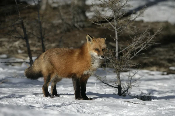 Zorro Rojo, Vulpes vulpes — Foto de Stock