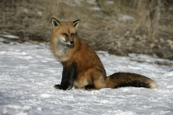 Zorro Rojo, Vulpes vulpes — Foto de Stock