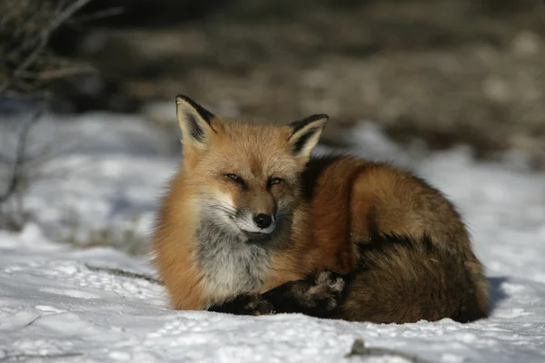 Czerwony lis, Vulpes vulpes — Zdjęcie stockowe