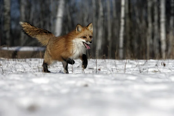 Красная лиса, Vulpes vulpes — стоковое фото