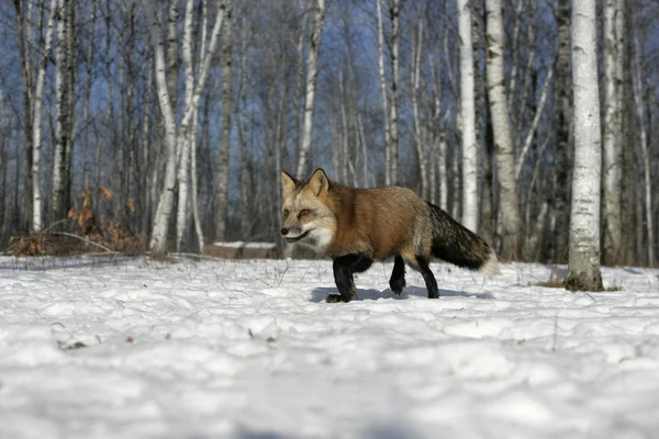 Красная лиса, Vulpes vulpes — стоковое фото