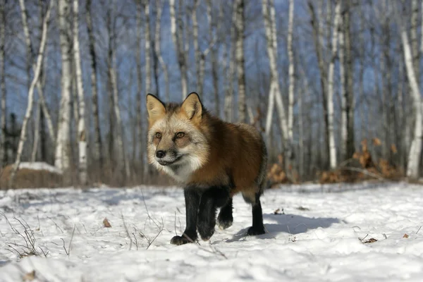 Raposa Vermelha, Vulpes vulpes — Fotografia de Stock