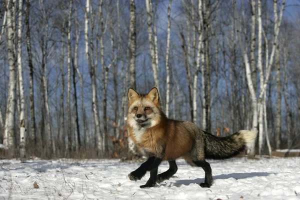 Rotfuchs, Vulpes vulpes — Stockfoto