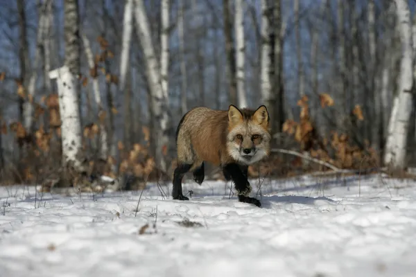 Red fox, Vulpes vulpes — Stock fotografie