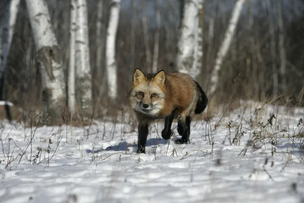 Red fox, Vulpes vulpes — Stock fotografie