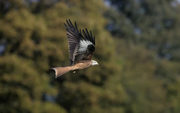 Rode vlieger, Milvus milvus — Stockfoto