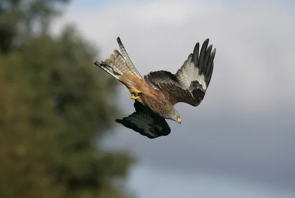 Červený drak, Milvus milvus — Stock fotografie