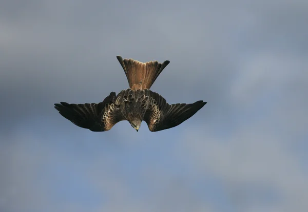 Röd drake, Milvus milvus — Stockfoto