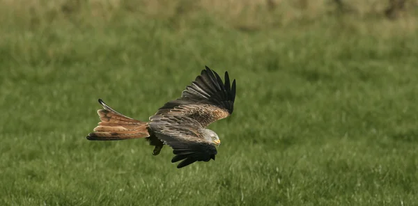 Červený drak, Milvus milvus — Stock fotografie