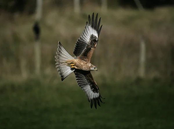 Červený drak, Milvus milvus — Stock fotografie