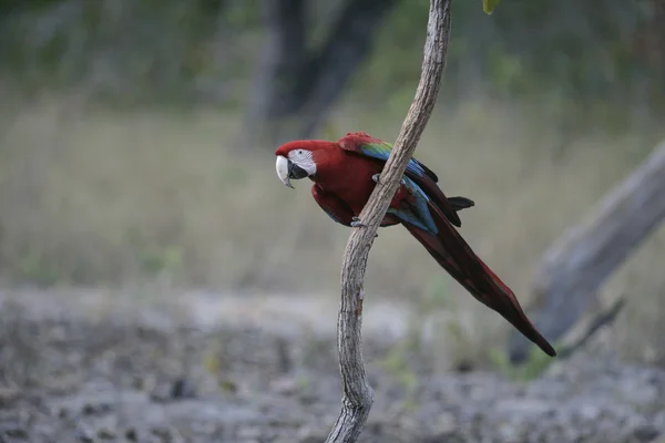 Κόκκινο και πράσινο είδος παπαγάλου, ara chloropterus — Φωτογραφία Αρχείου