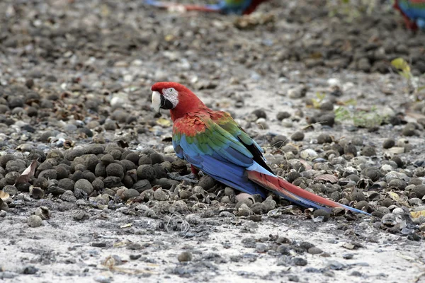 Red-and-green macaw, Ara chloropterus — Stock Photo, Image