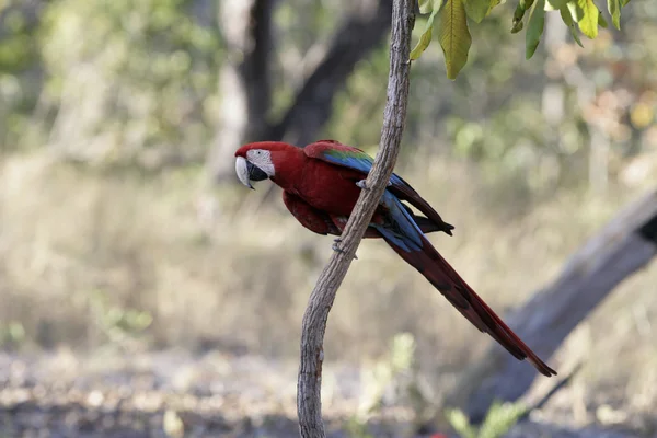 Rød-og-grøn macaw, Ara chloropterus - Stock-foto