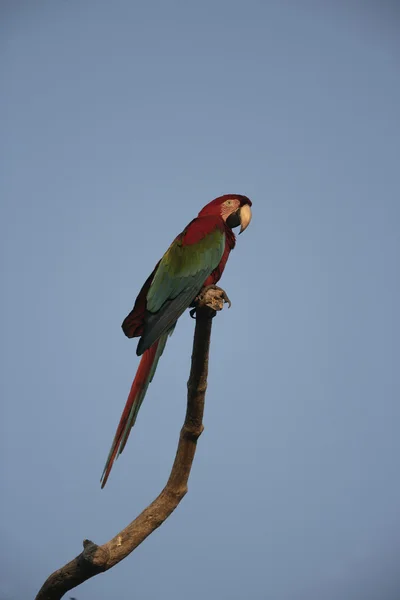 Guacamayo rojo y verde, Ara chloropterus —  Fotos de Stock