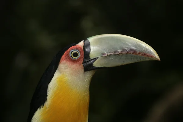 アオハシヒムネオオハシ、ramphastos dicolorus — ストック写真