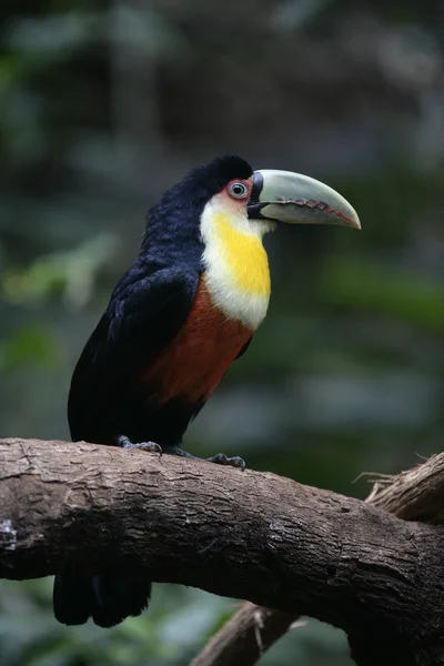 Czarnogłowy Tukan, ramphastos dicolorus — Zdjęcie stockowe