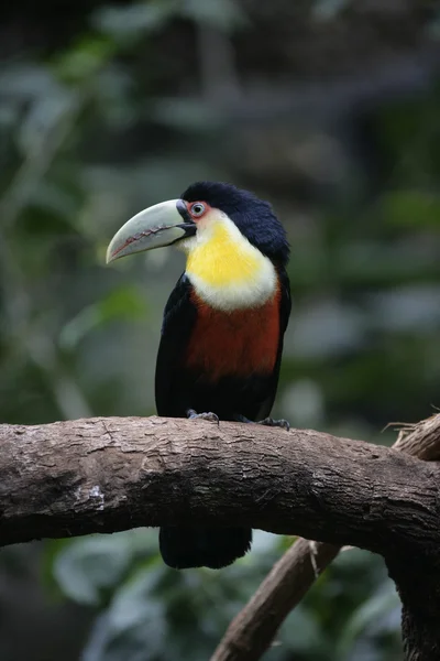 Kırmızı göğüslü Tukan, ramphastos dicolorus — Stok fotoğraf