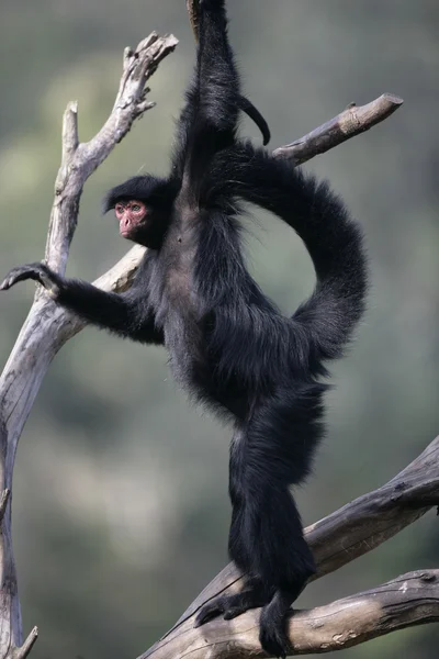 Rotgesichtiger Spinnenaffe, Ateles paniscus — Stockfoto